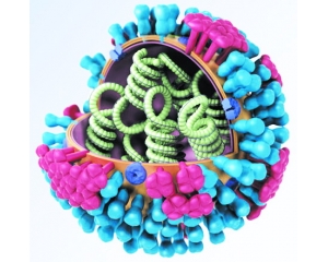 流感病毒研究新重要进展