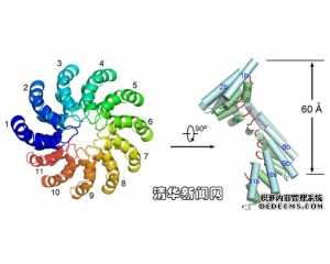 TALE蛋白特异性识别DNA分子机制